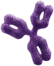 Antibody